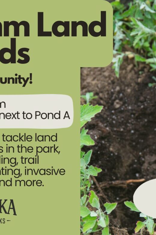 A picture of hands planting an oak tree sapling. Text reads "Schramm Land Stewards Volunteer Opportunity. 9 am to 11 am. Meet at the park shelter next to Pond A."