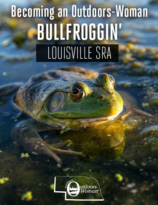 A bullfrog sitting in a pond.