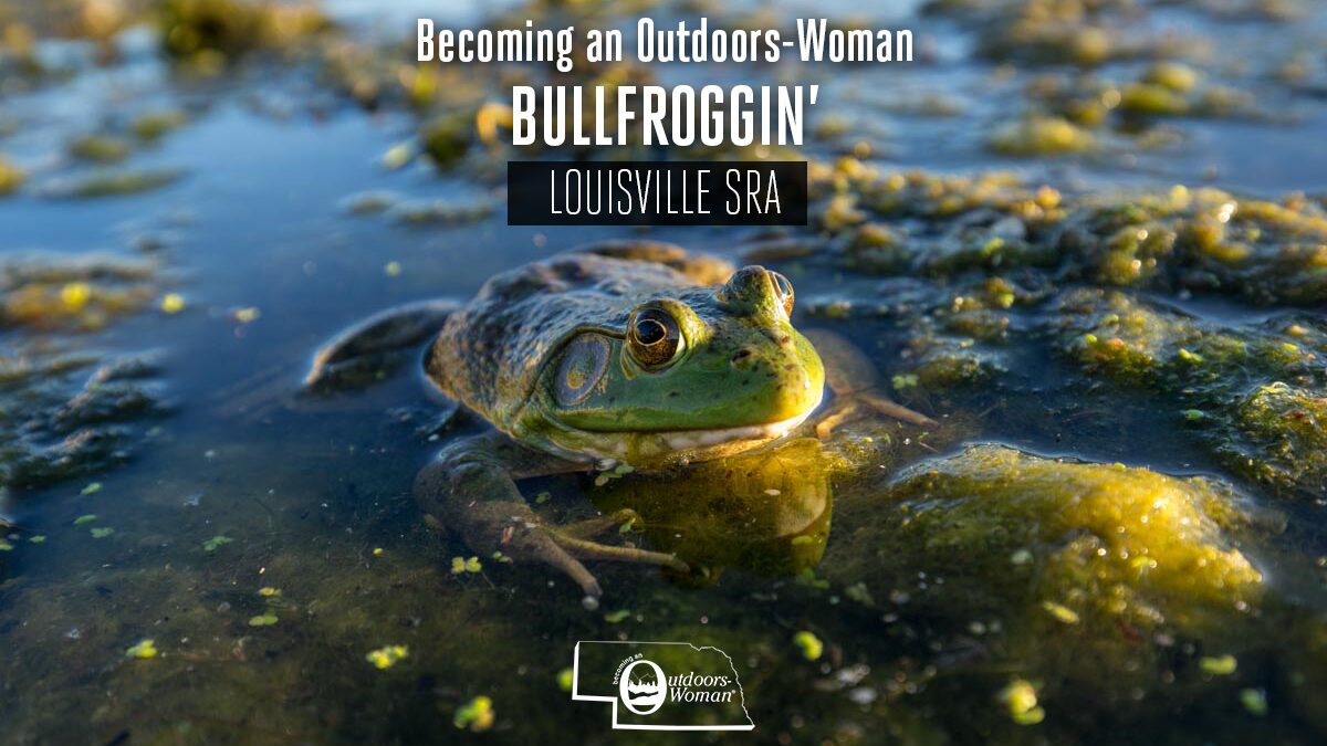 A bullfrog sitting in a pond.