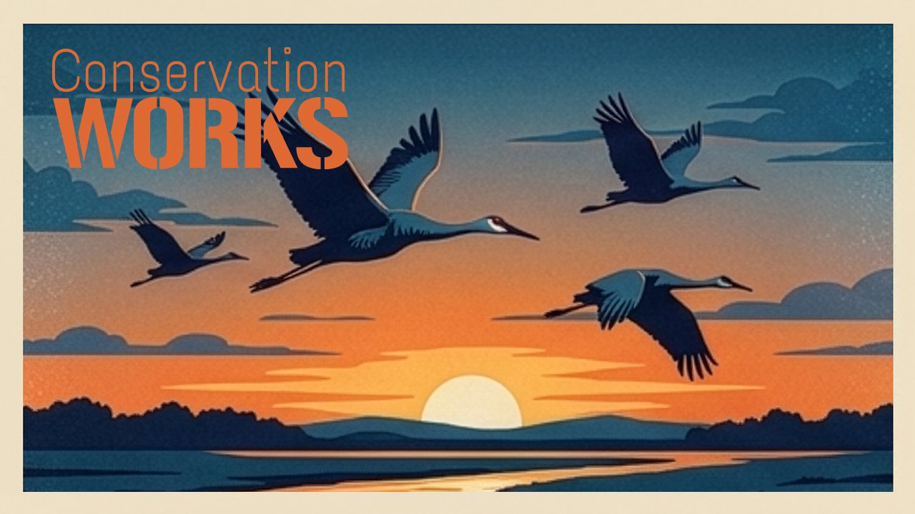 painting of cranes flying over a river with a sunset in the background. words "conservation works" in top left corner