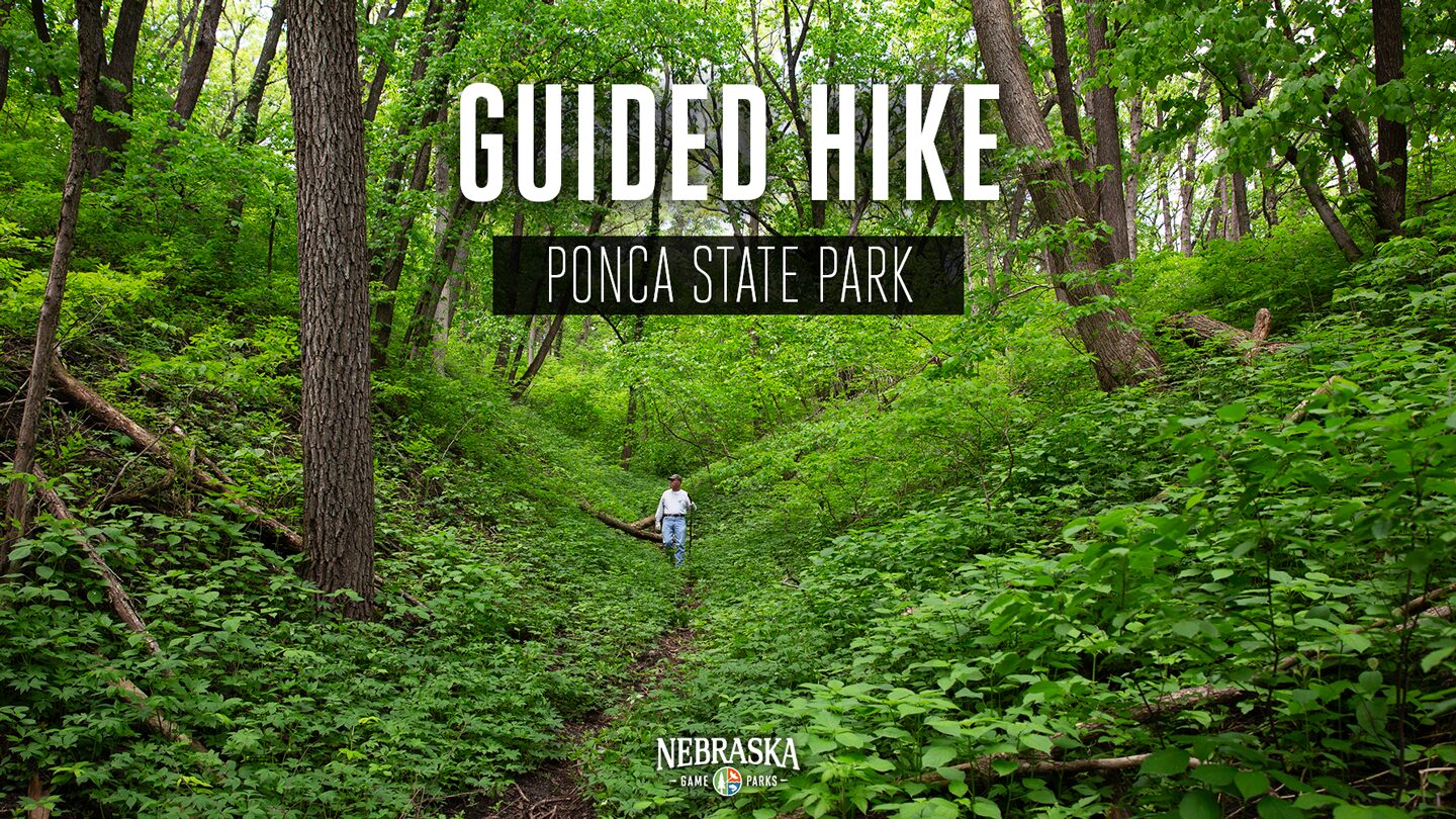 A man hikes through the lush forest on a trail at Ponca State Park.
