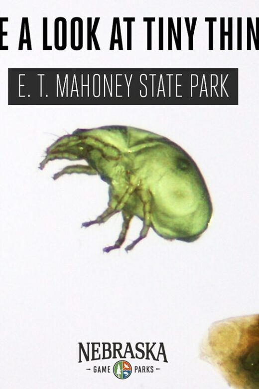 A close look at tiny creatures from under a microscope.