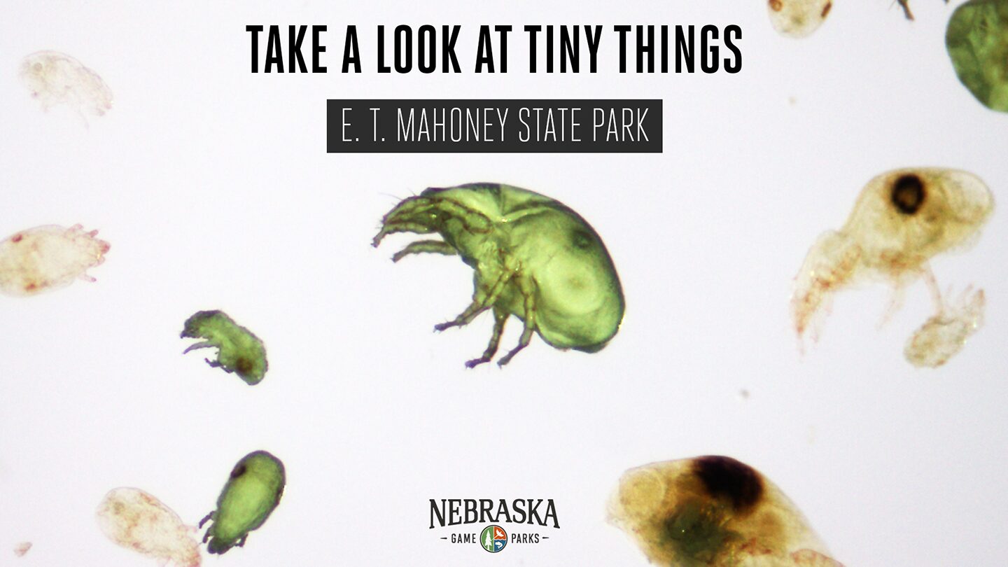 A close look at tiny creatures from under a microscope.