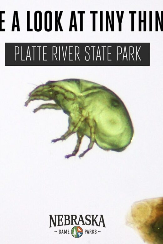 A close look at tiny creatures from under a microscope.
