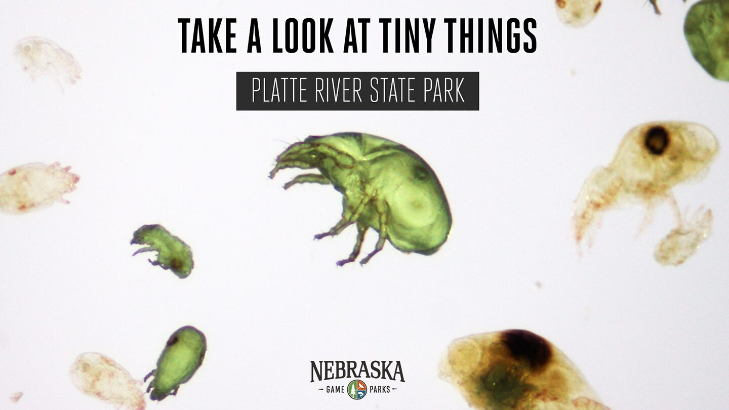 A close look at tiny creatures from under a microscope.
