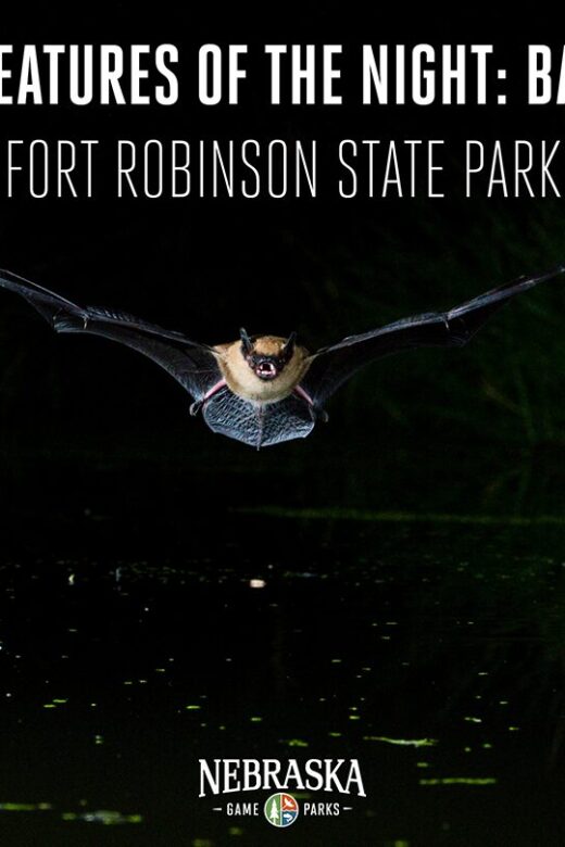A bat flies inches above water after dark.