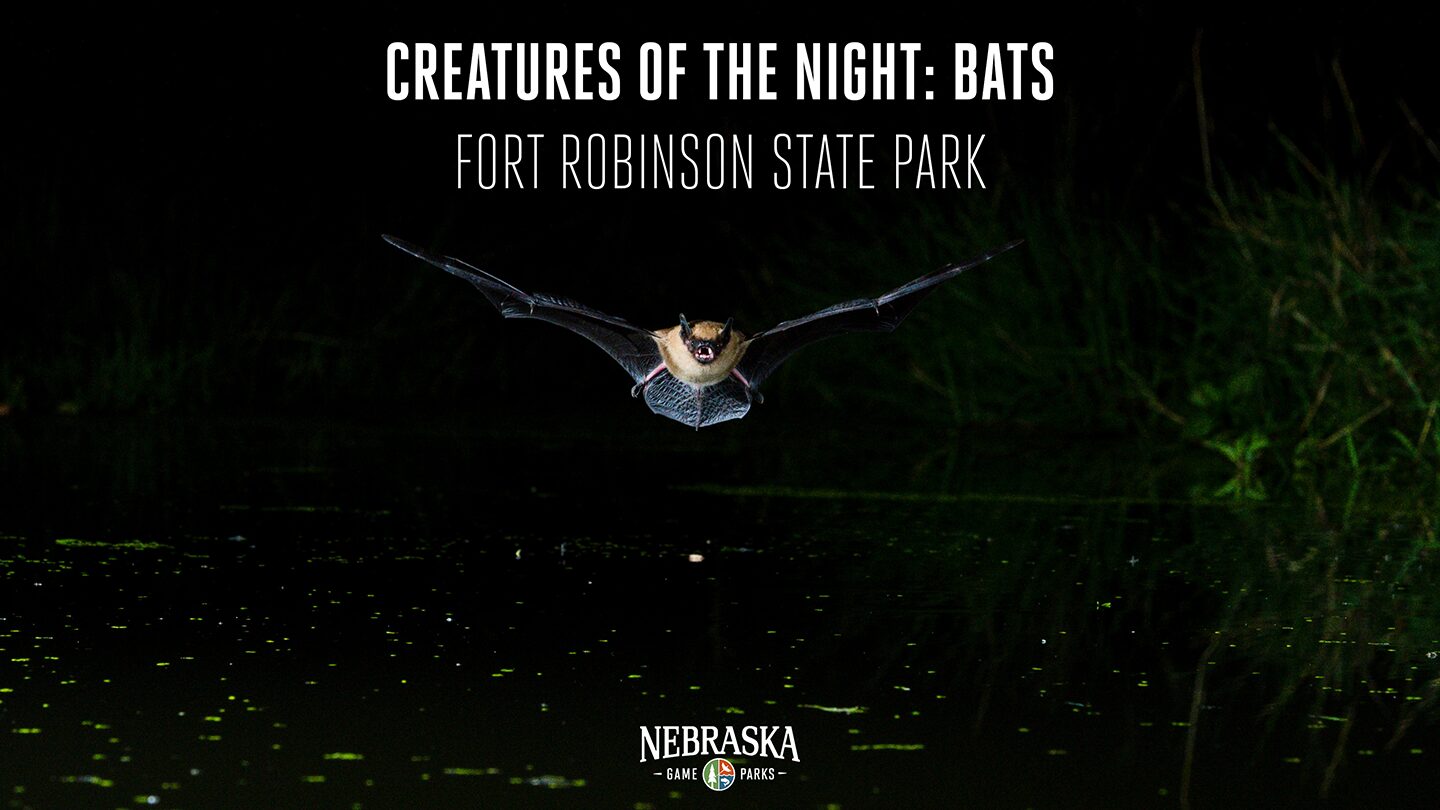 A bat flies inches above water after dark.