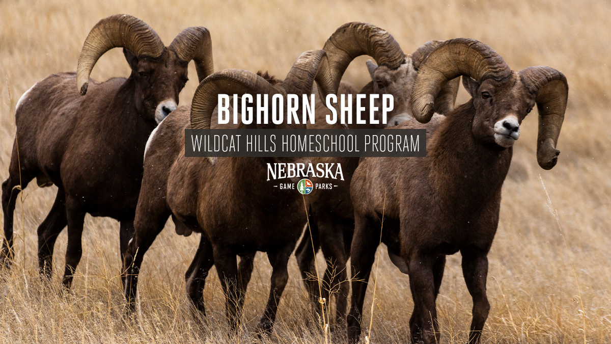 A group of bighorn sheep rams during fall.