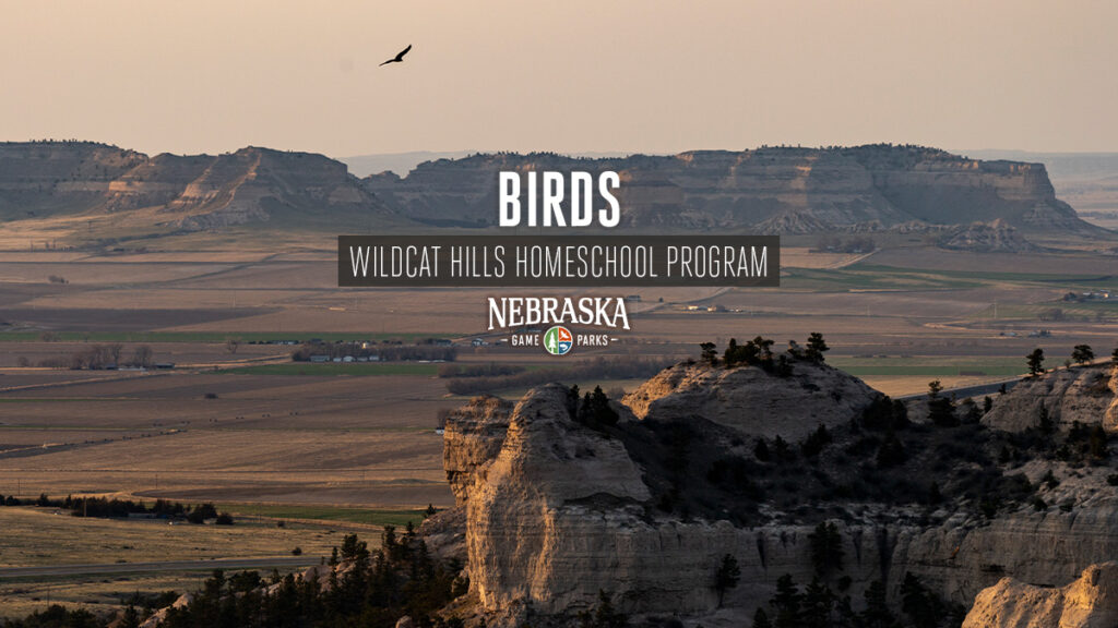A scenic view of Wildcat Hills State Recreation Area with a bird soaring overhead.
