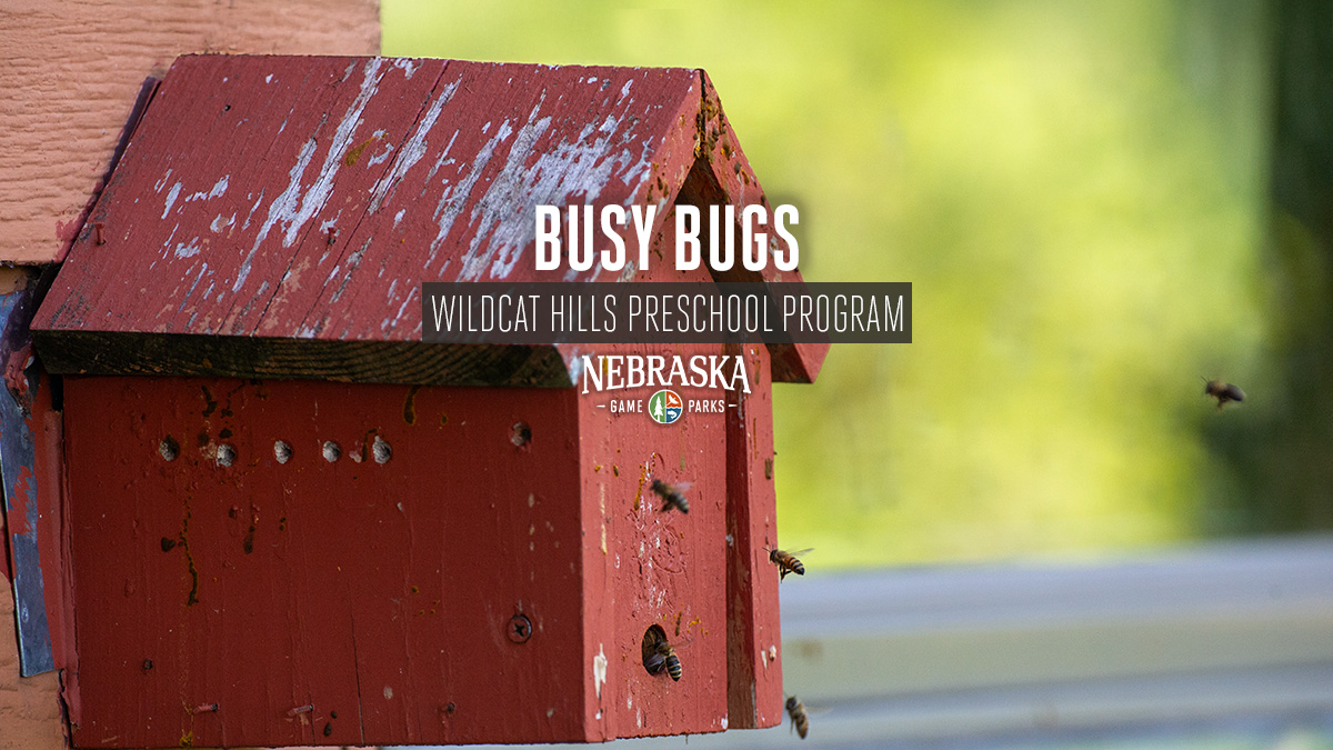 Bees flying into a bee house at Wildcat Hills Nature Center.