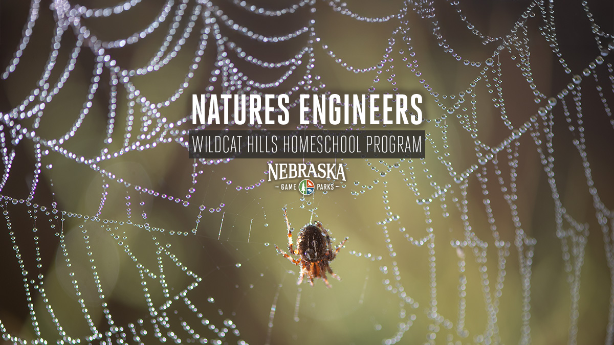 A spider building a web.