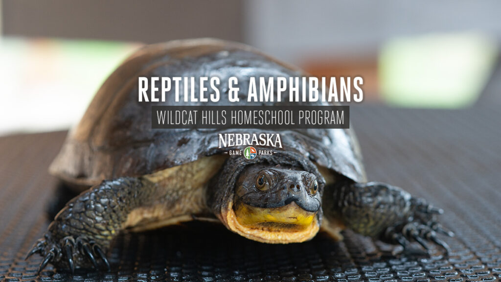 Reptiles and Amphibians event graphic featuring a Blanding's turtle.
