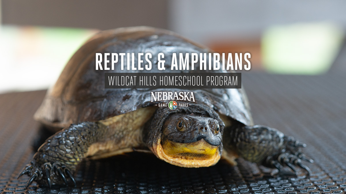 Reptiles and Amphibians event graphic featuring a Blanding's turtle.