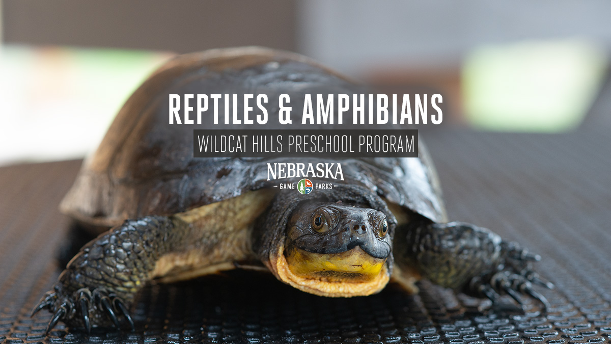 Reptiles and Amphibians event graphic featuring a Blanding's turtle.