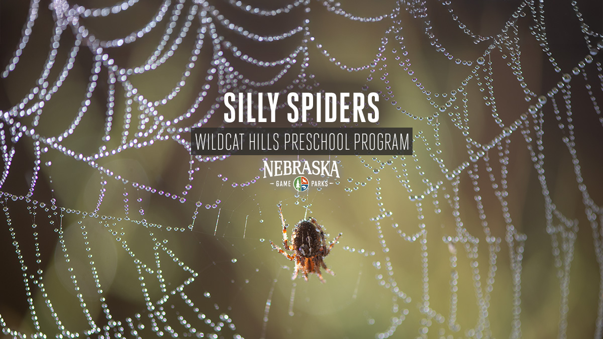 A spider in a web.