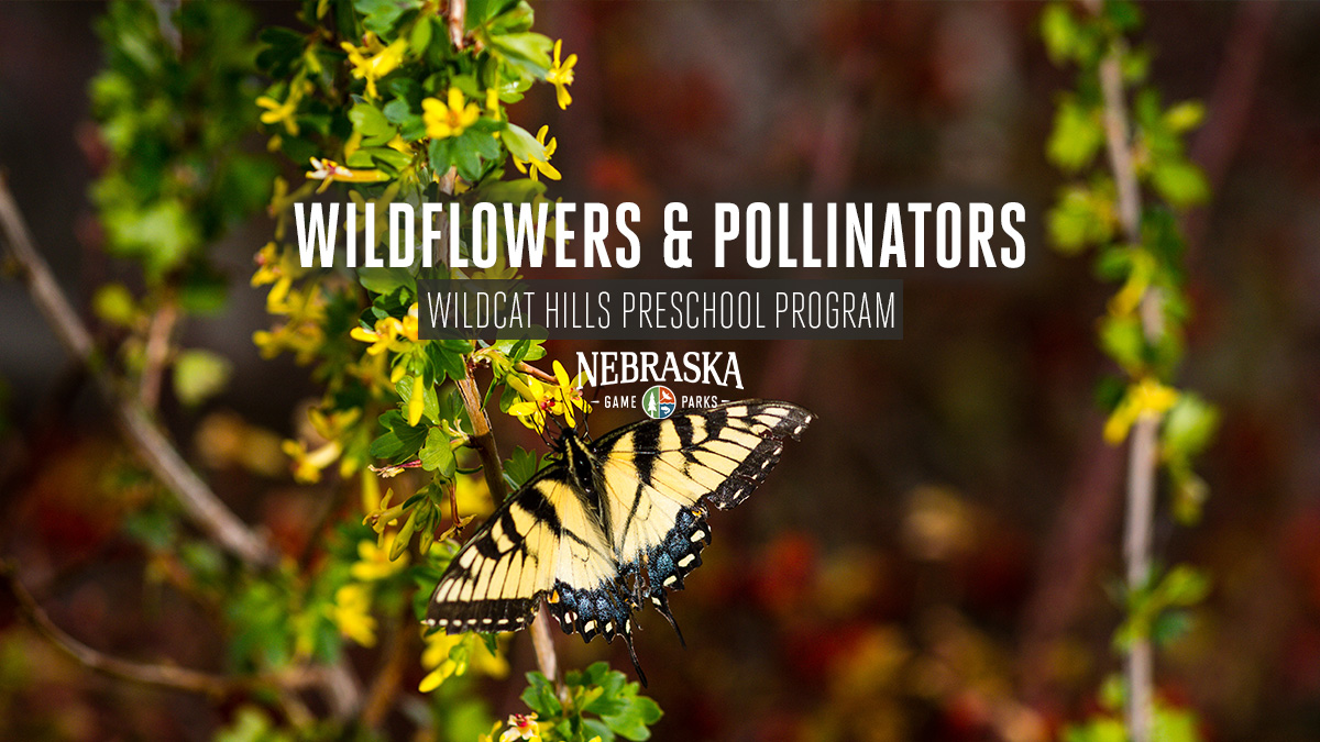 A swallowtail butterfly perches on flowers.