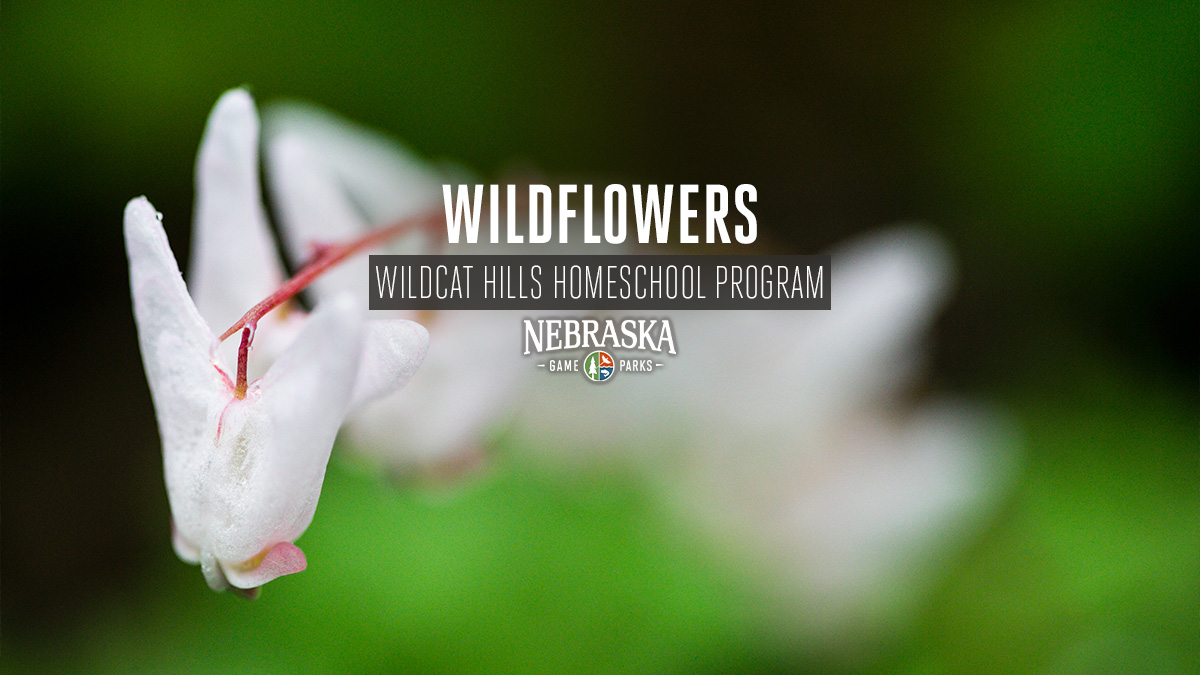 Close-up of a white wildflower.