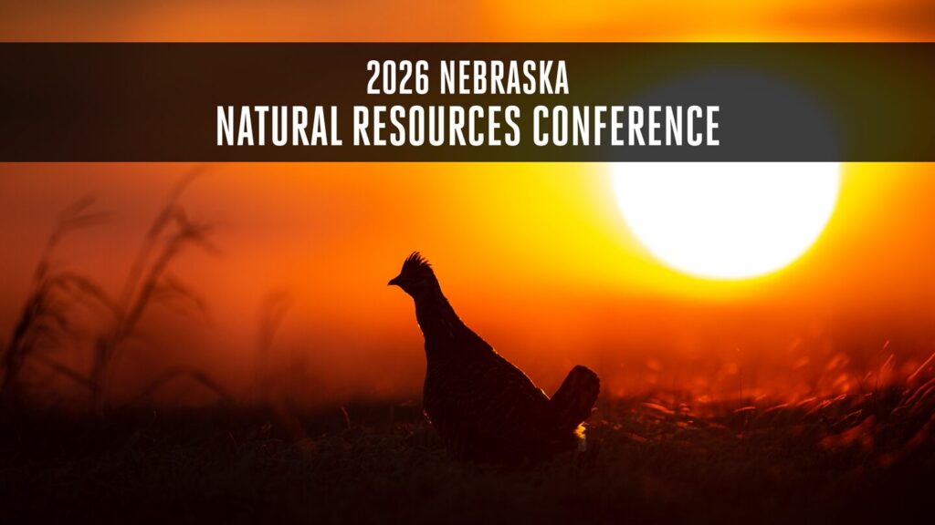 A prairie chicken struts in a lek with the sun setting in the background.