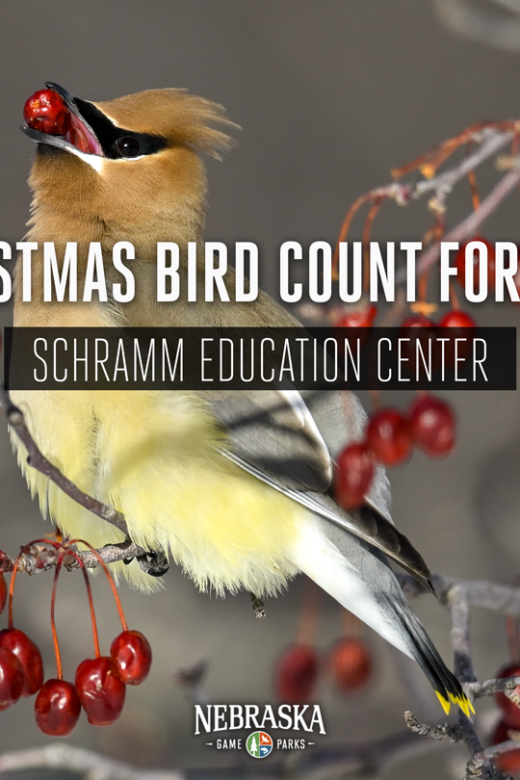 A cedar waxwing on a branch eating berries during winter.