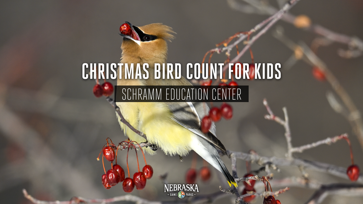 A cedar waxwing on a branch eating berries during winter.